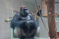 /album/zoo-lesna/dsc05911-jpg/